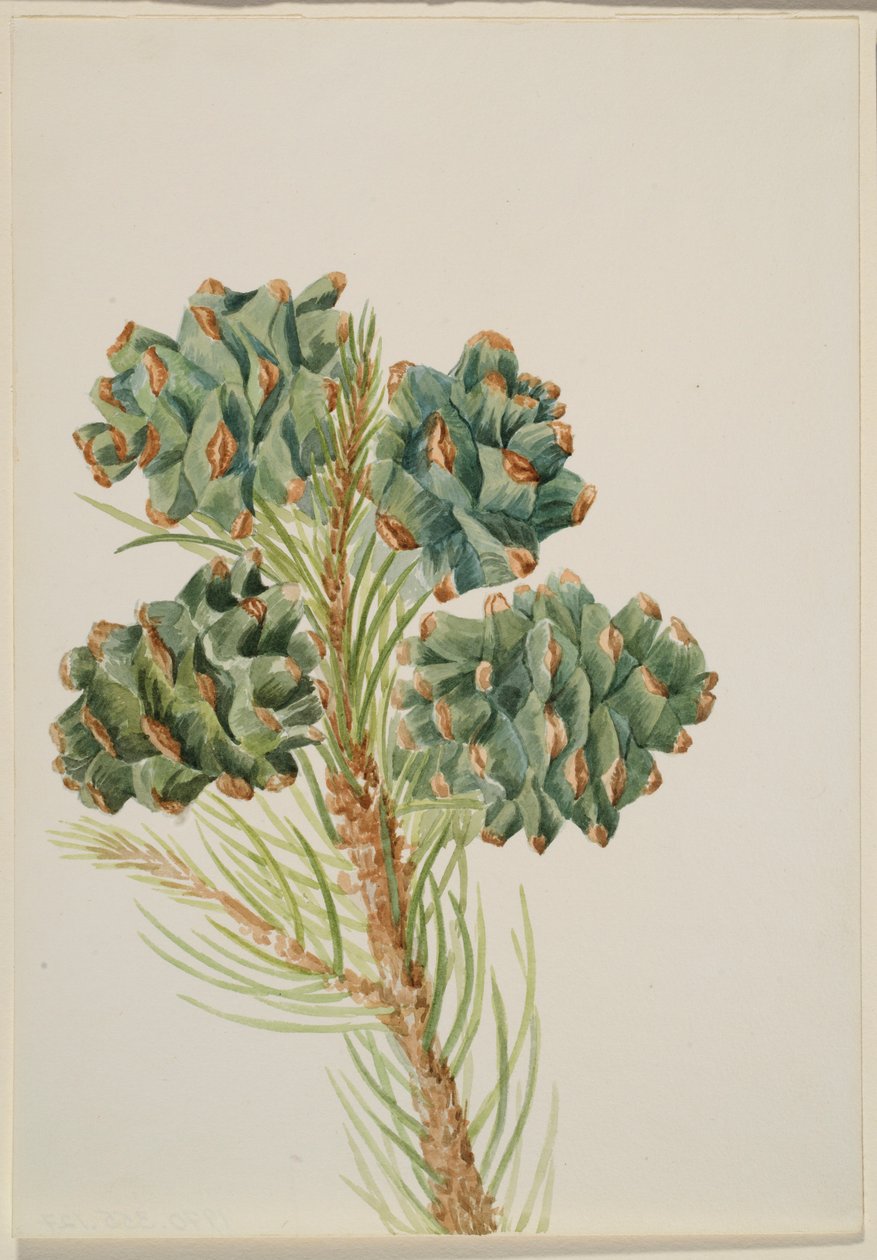 Single-Leaf Pine by Mary Vaux Walcott