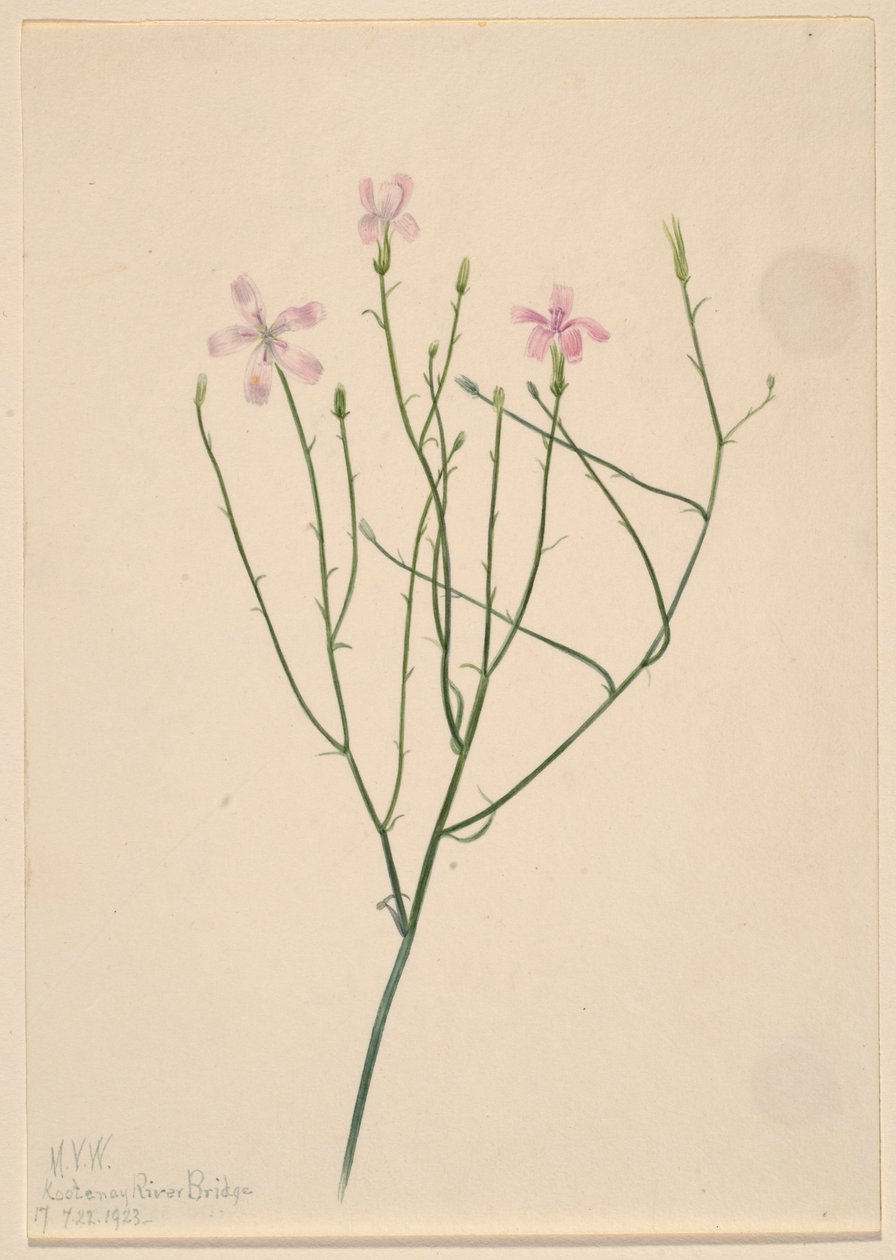 Skeleton Flower by Mary Vaux Walcott
