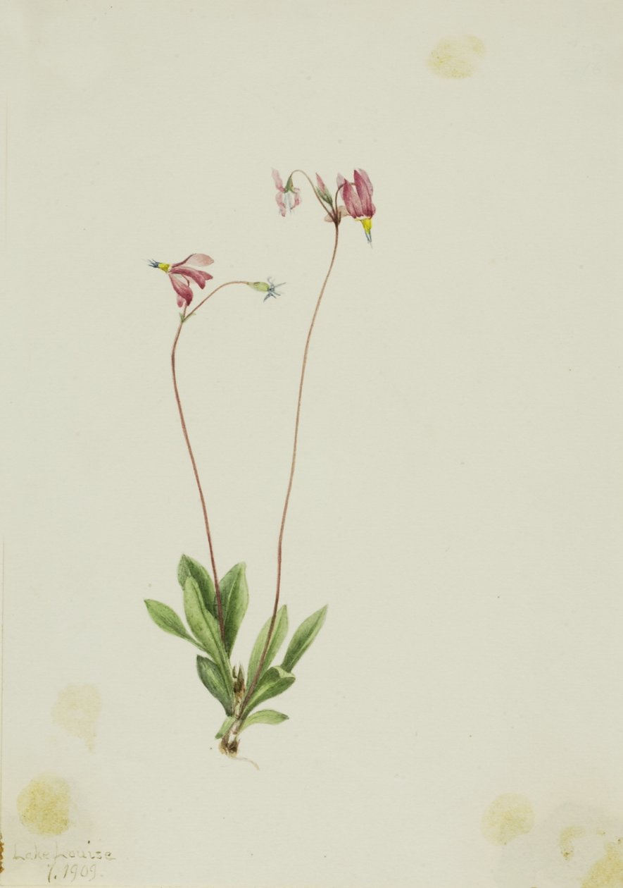Slender Shootingstar by Mary Vaux Walcott