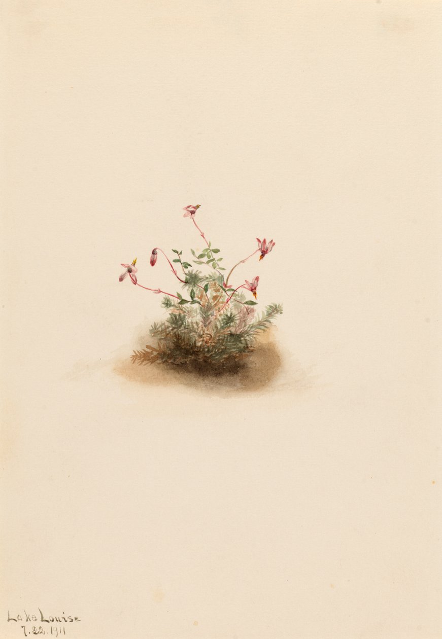 Small Cranberry Oxycoccus palustris by Mary Vaux Walcott