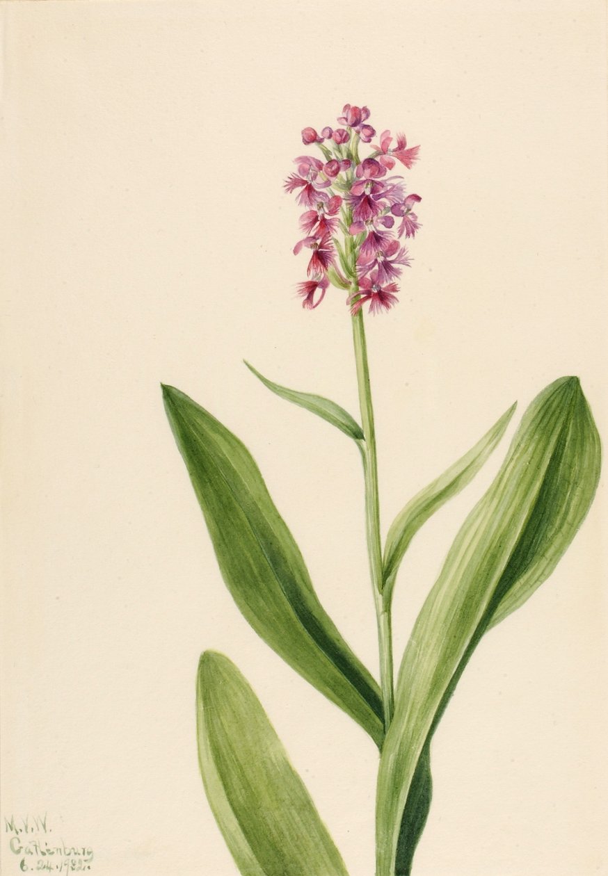 Small Purple Fringe Orchid by Mary Vaux Walcott