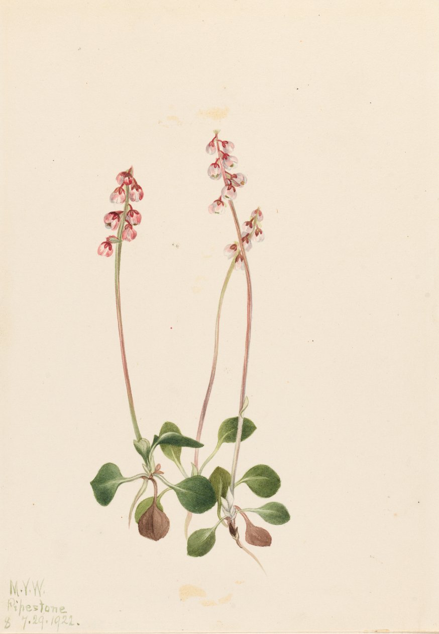 Small Pyrola (Pyrola minor) by Mary Vaux Walcott