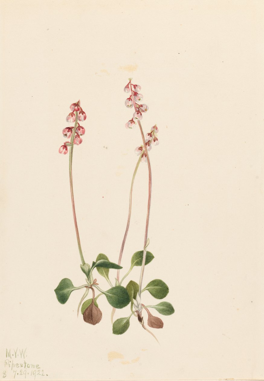 Small Pyrola, 1922 by Mary Vaux Walcott