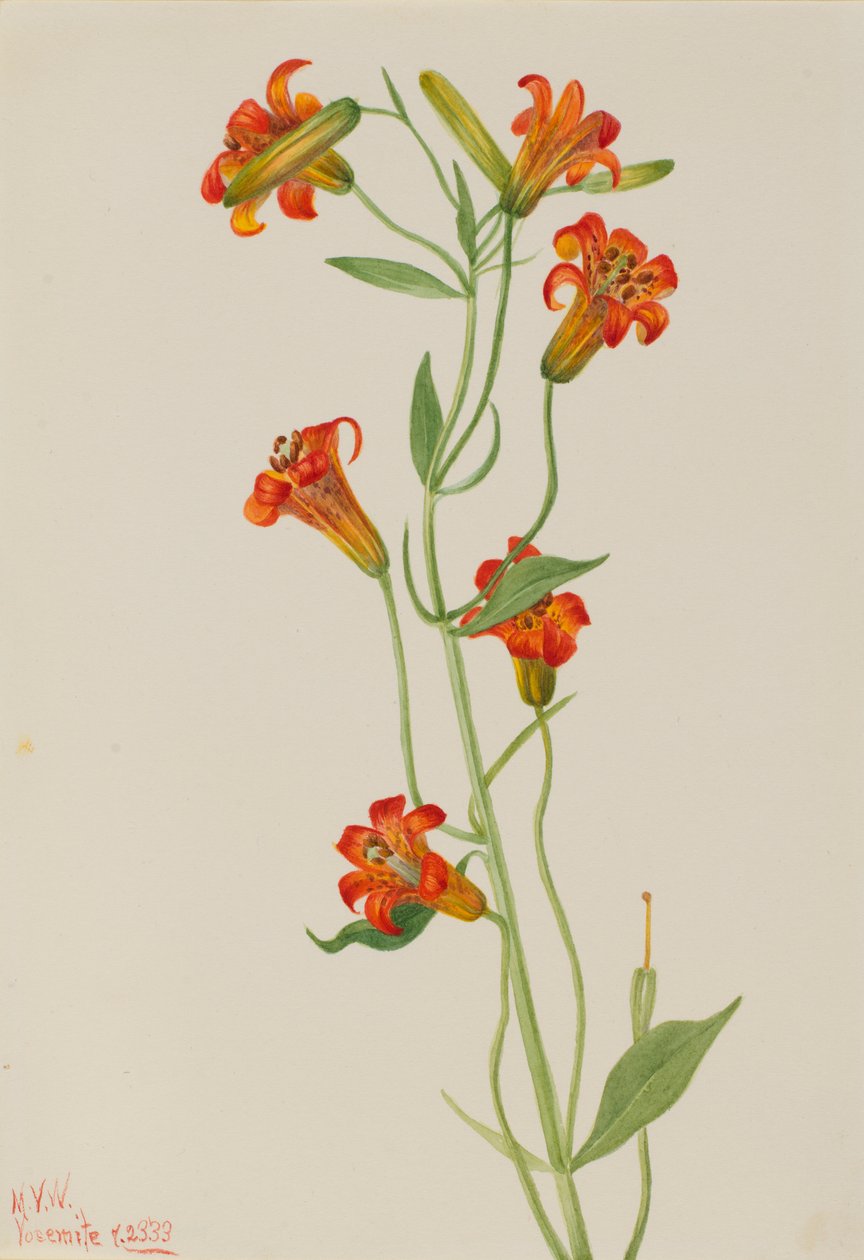 Small Tiger Lily by Mary Vaux Walcott