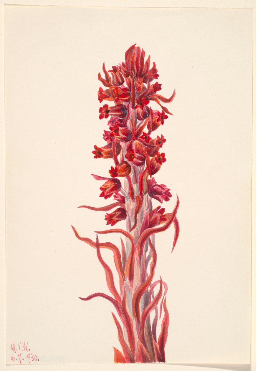 Snow Plant by Mary Vaux Walcott