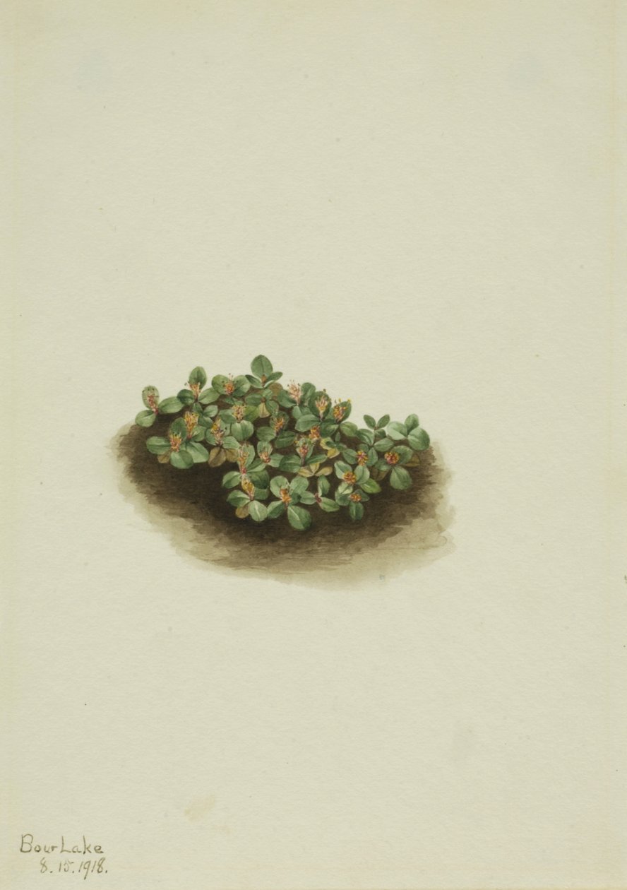 Snow Willow Salix nivalis by Mary Vaux Walcott