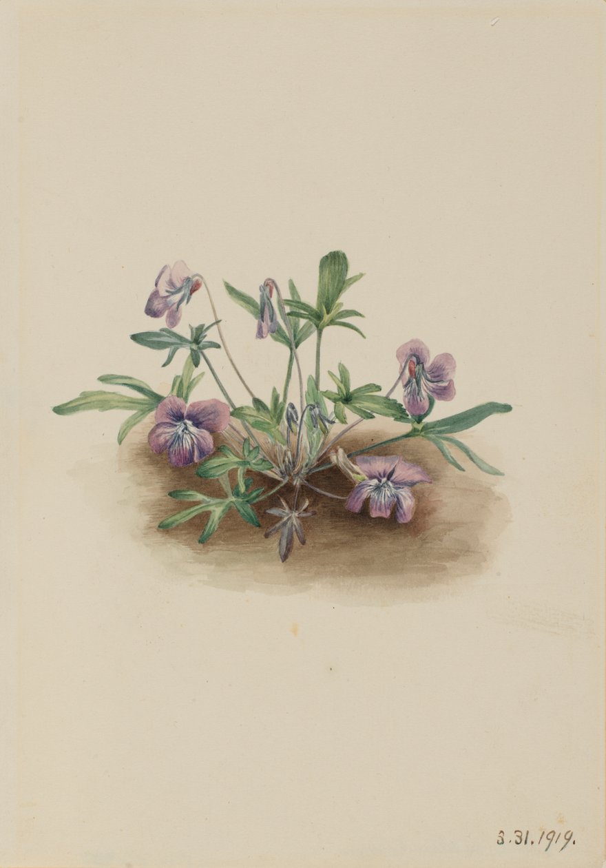 Southern Coast Violet Viola septemloba by Mary Vaux Walcott