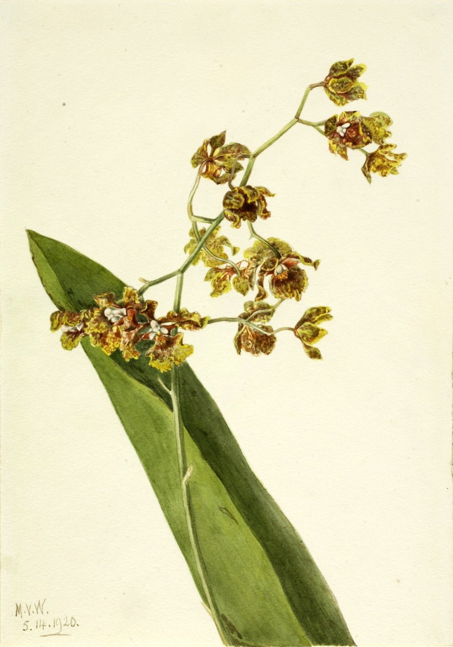 Spotted Cyrtopodium by Mary Vaux Walcott