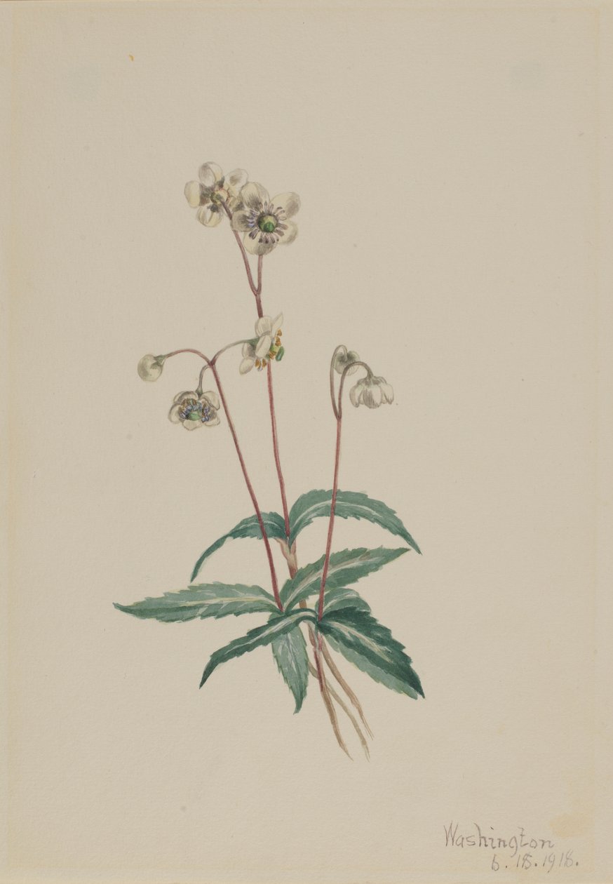 Spotted Pipsissewa by Mary Vaux Walcott