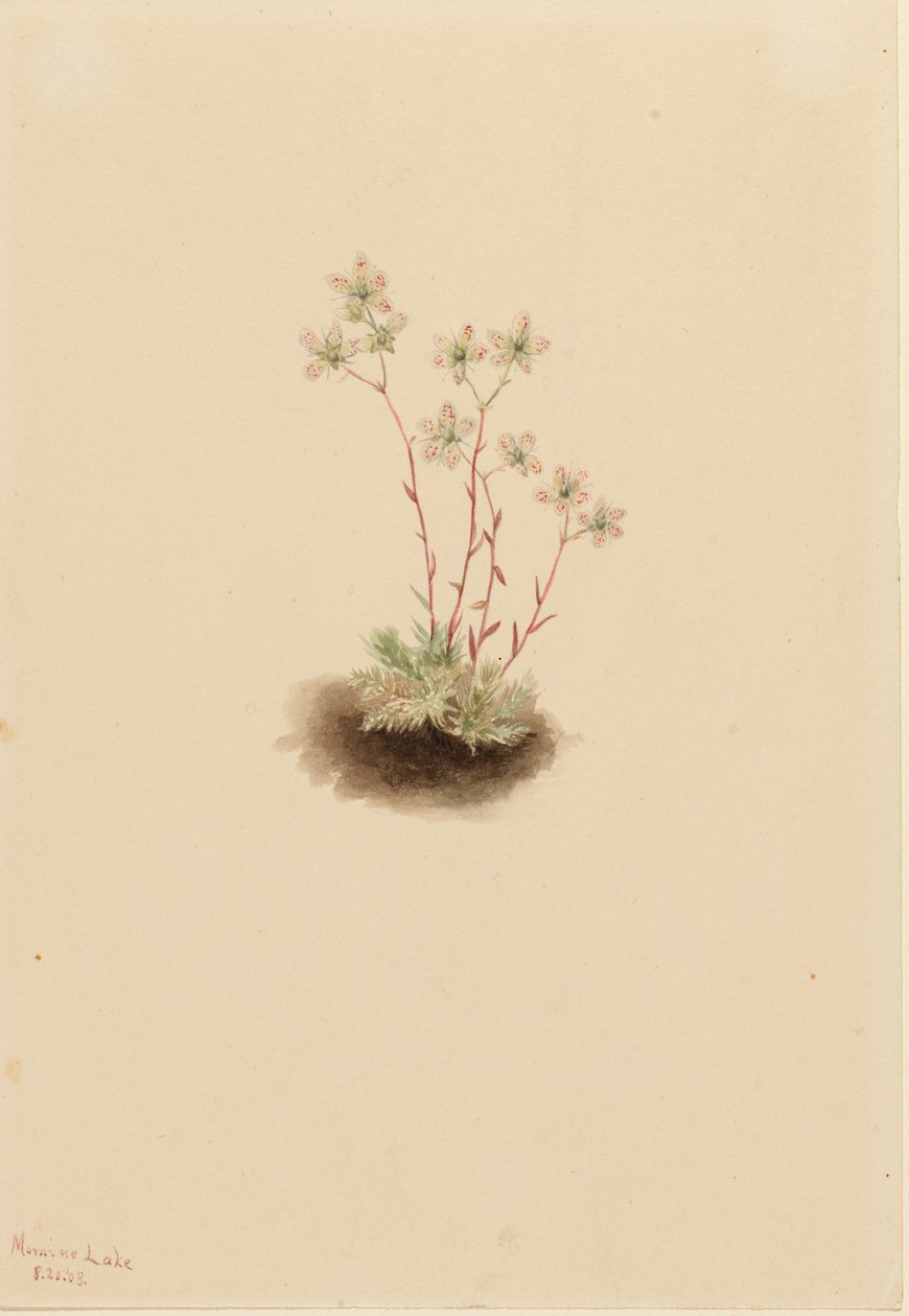 Spotted Saxifrage Saxifraga Bronchialis by Mary Vaux Walcott