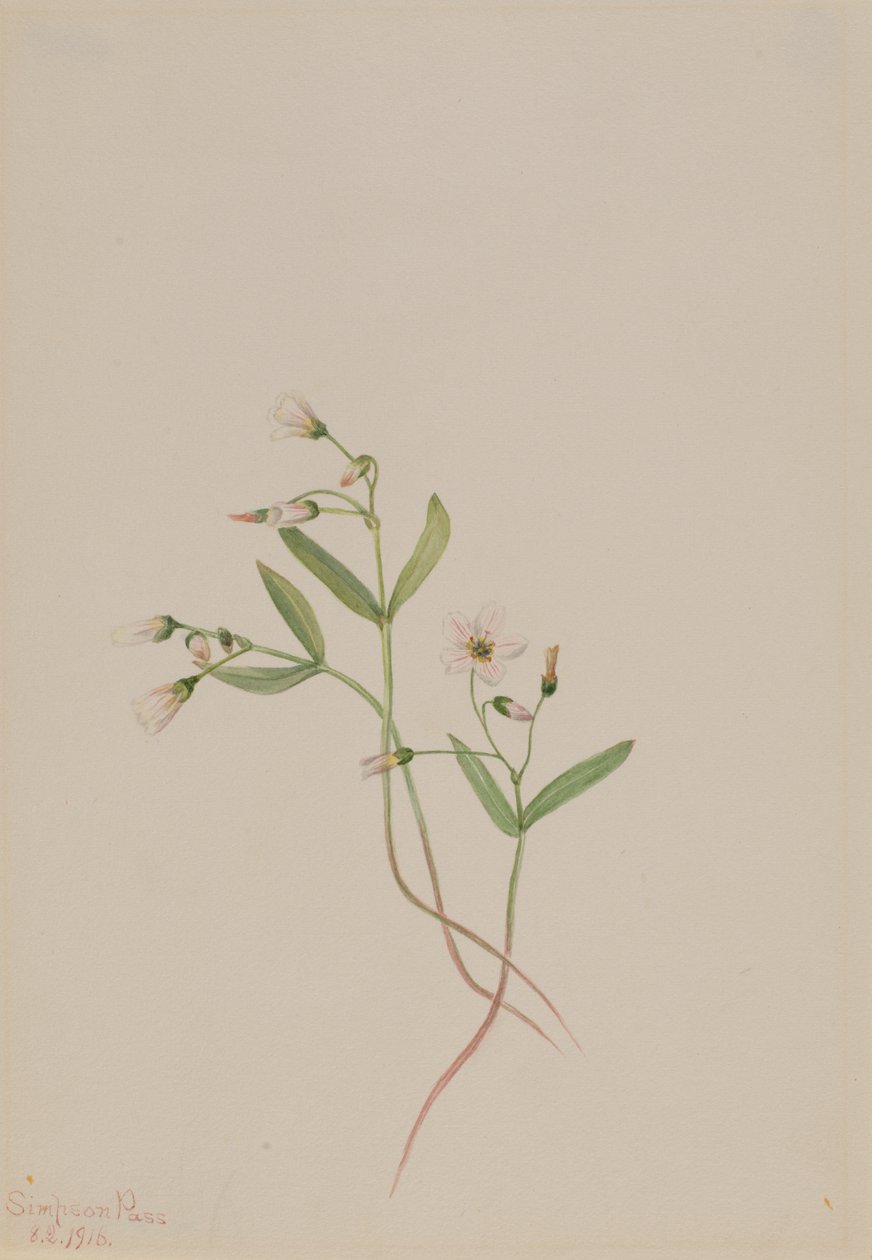 Spring Beauty Claytonia Lanceolata, 1916 by Mary Vaux Walcott