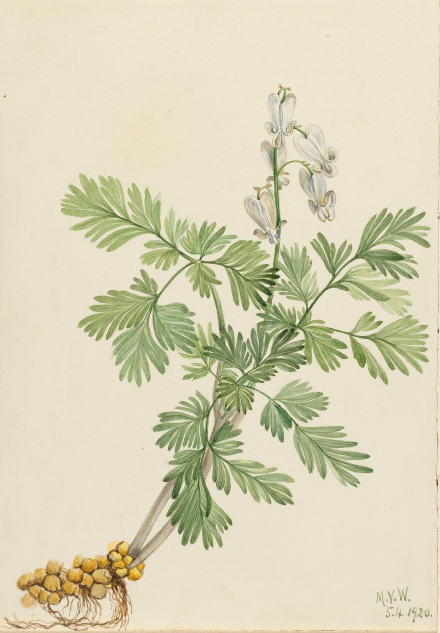 Squirrel Corn Bikukulla Canadensis, 1920 by Mary Vaux Walcott