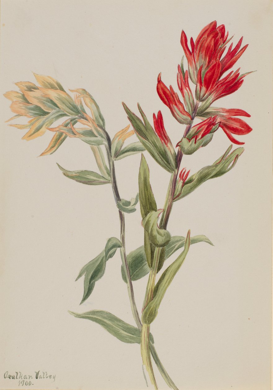 Stachys palustria by Mary Vaux Walcott