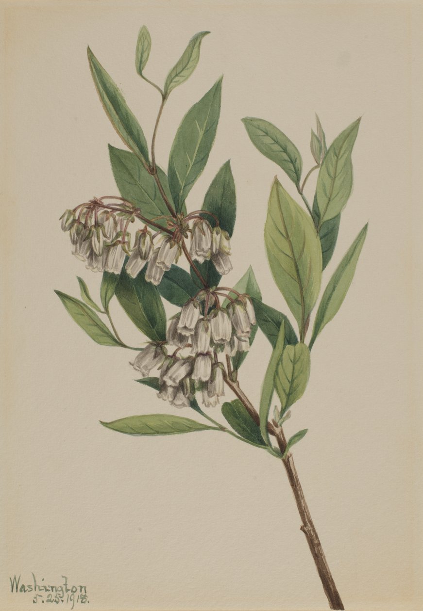 Stagger-Bush, 1918 by Mary Vaux Walcott