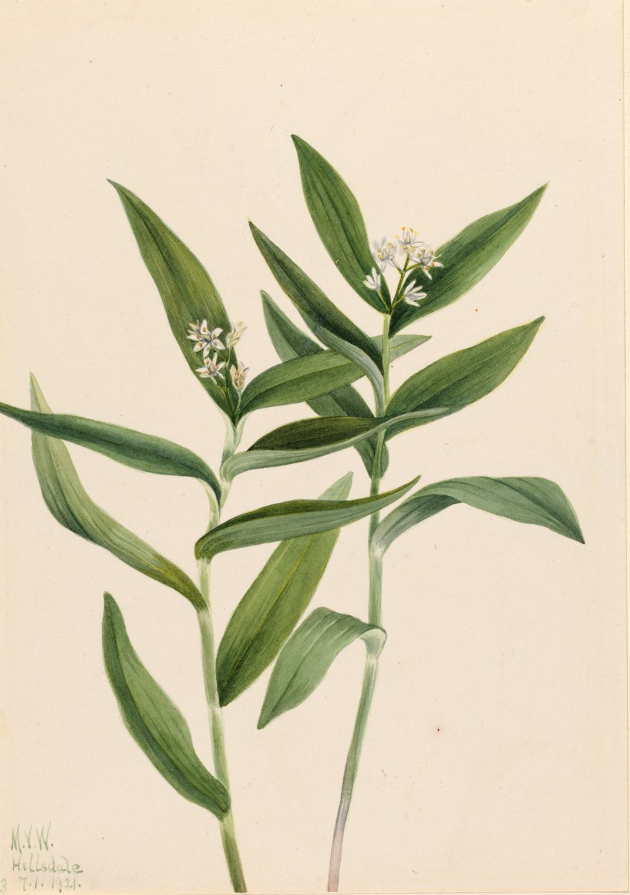 Star Solomonplume by Mary Vaux Walcott