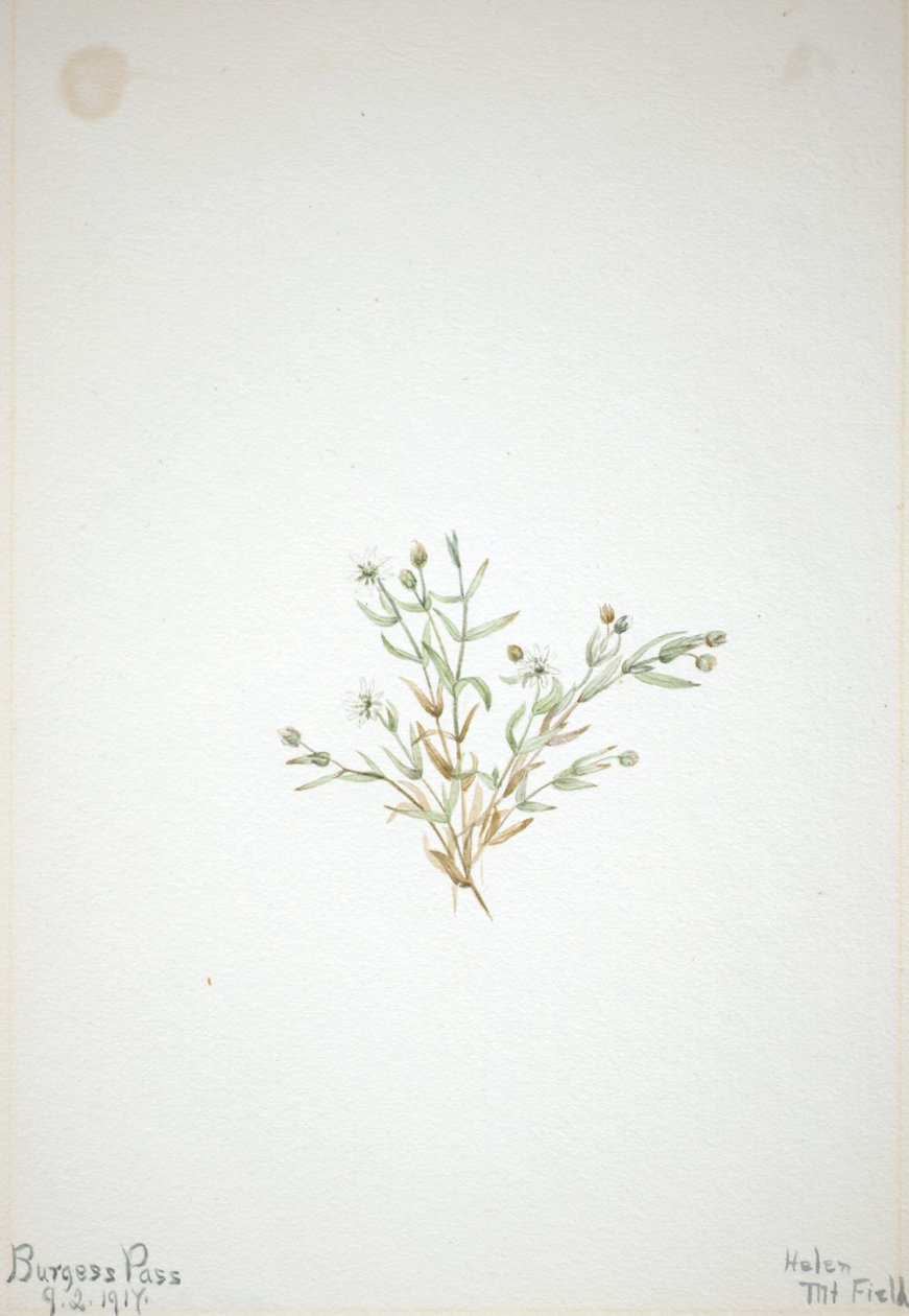 Stelleria leata by Mary Vaux Walcott