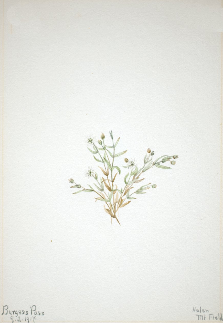 Stelleria Leata, 1917 by Mary Vaux Walcott