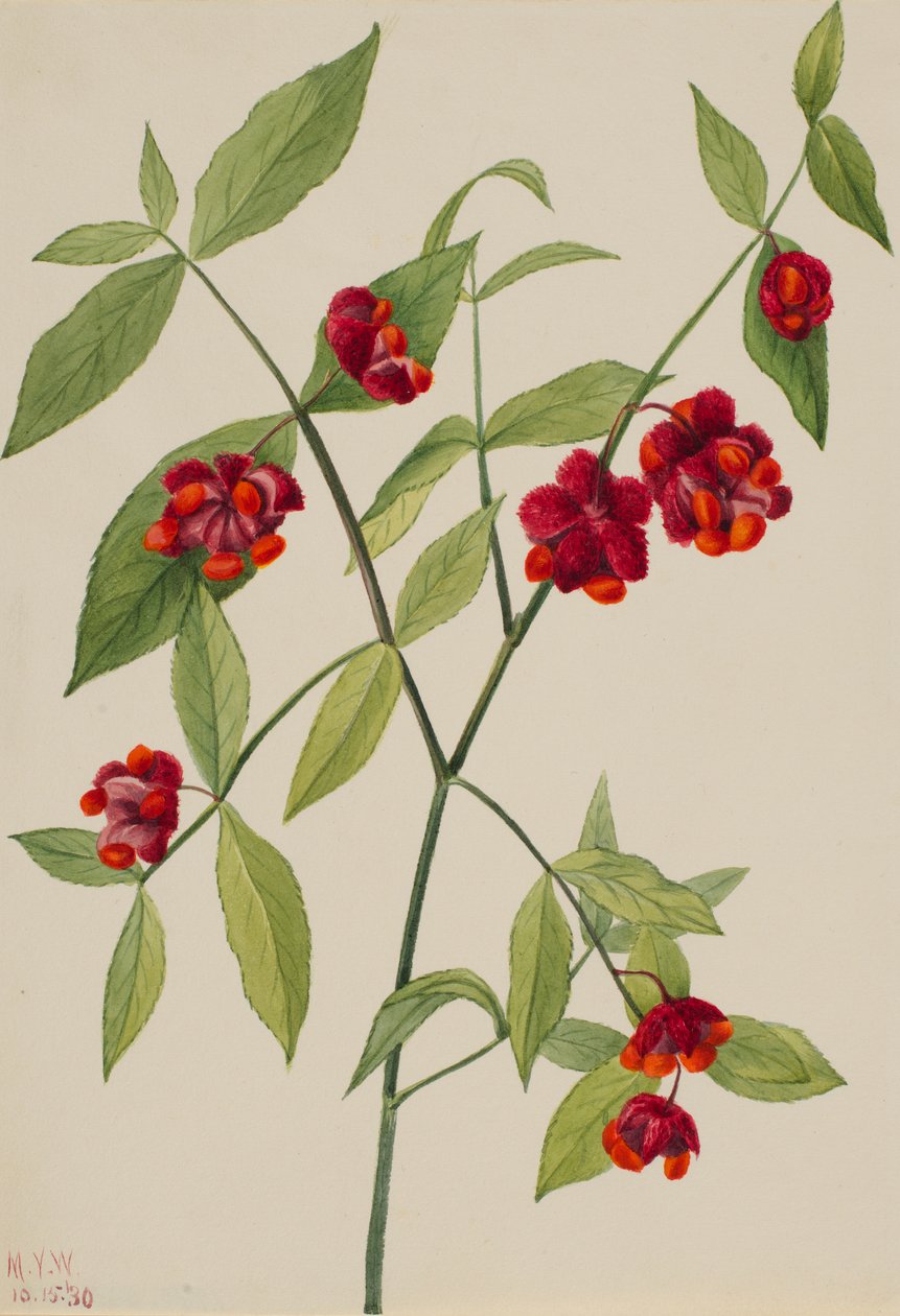 Strawberry Bush-