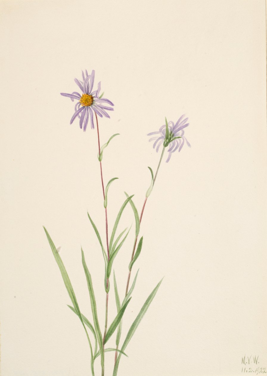 Swamp Aster, 1922 by Mary Vaux Walcott