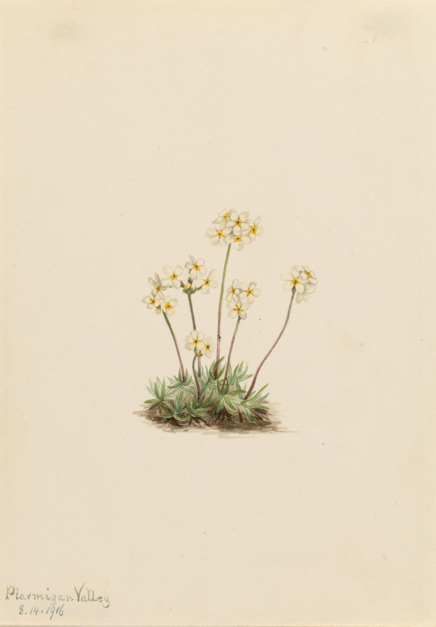 Sweet Androsace by Mary Vaux Walcott