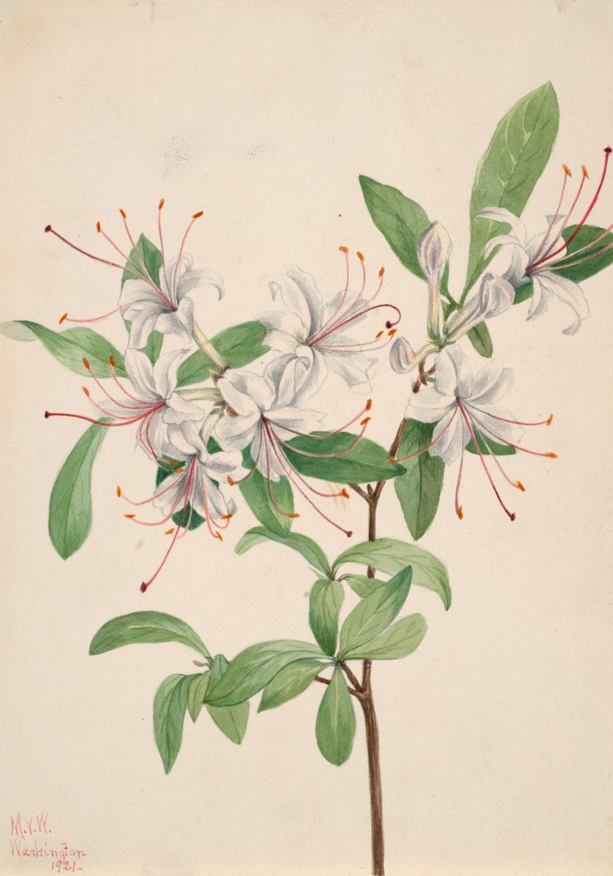 Sweet Azalea by Mary Vaux Walcott