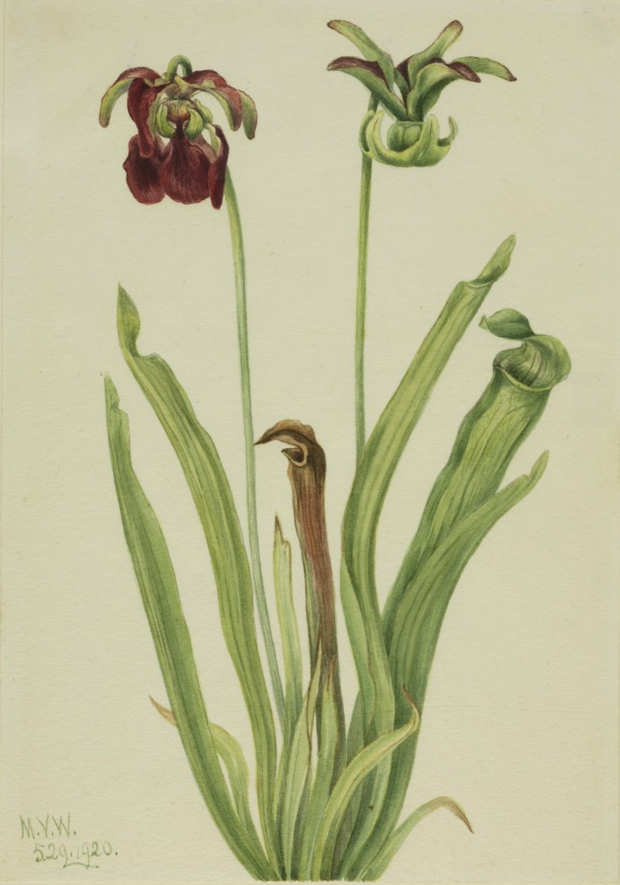 Sweet Pitcherplant by Mary Vaux Walcott