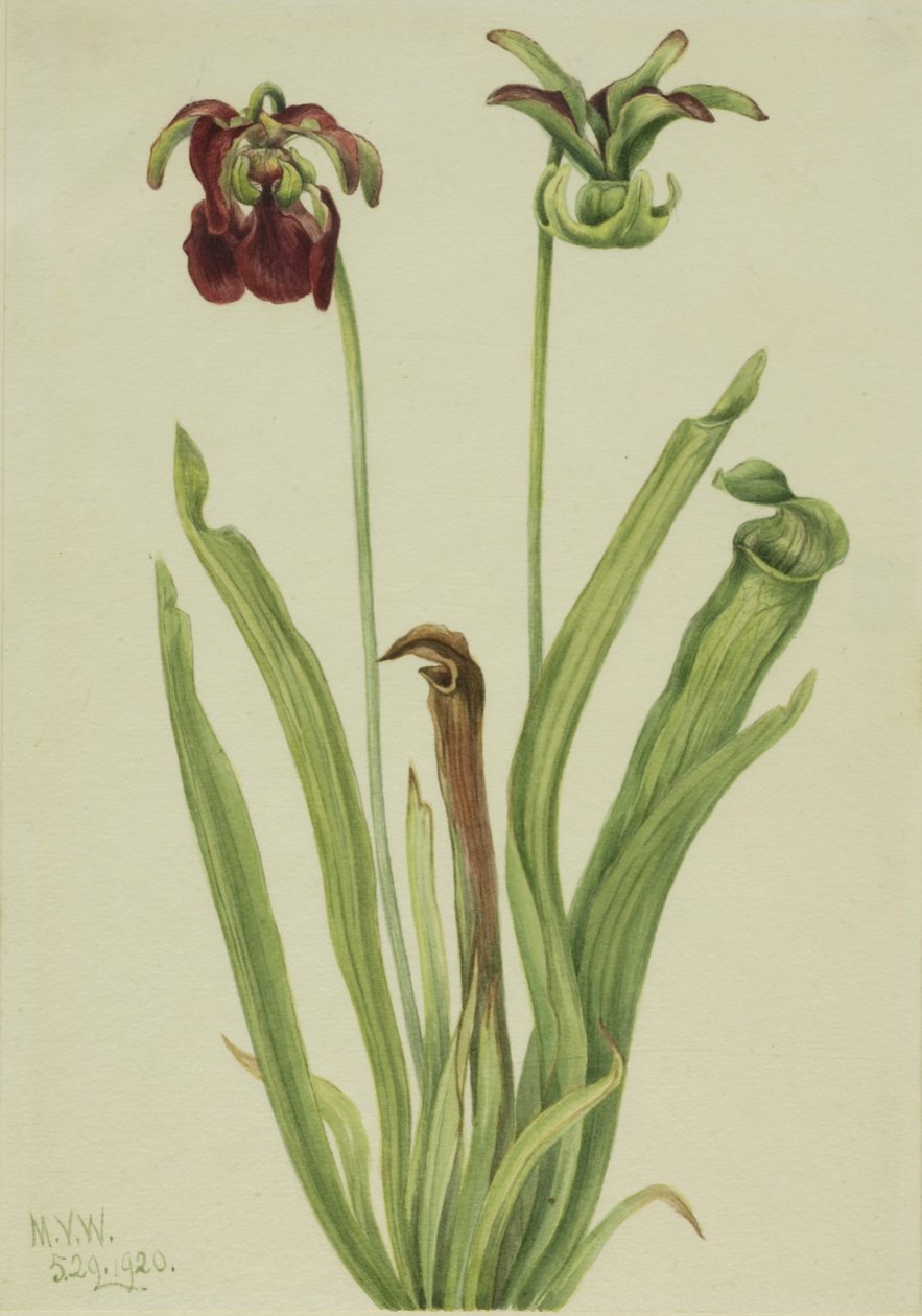 Sweet Pitcherplant by Mary Vaux Walcott