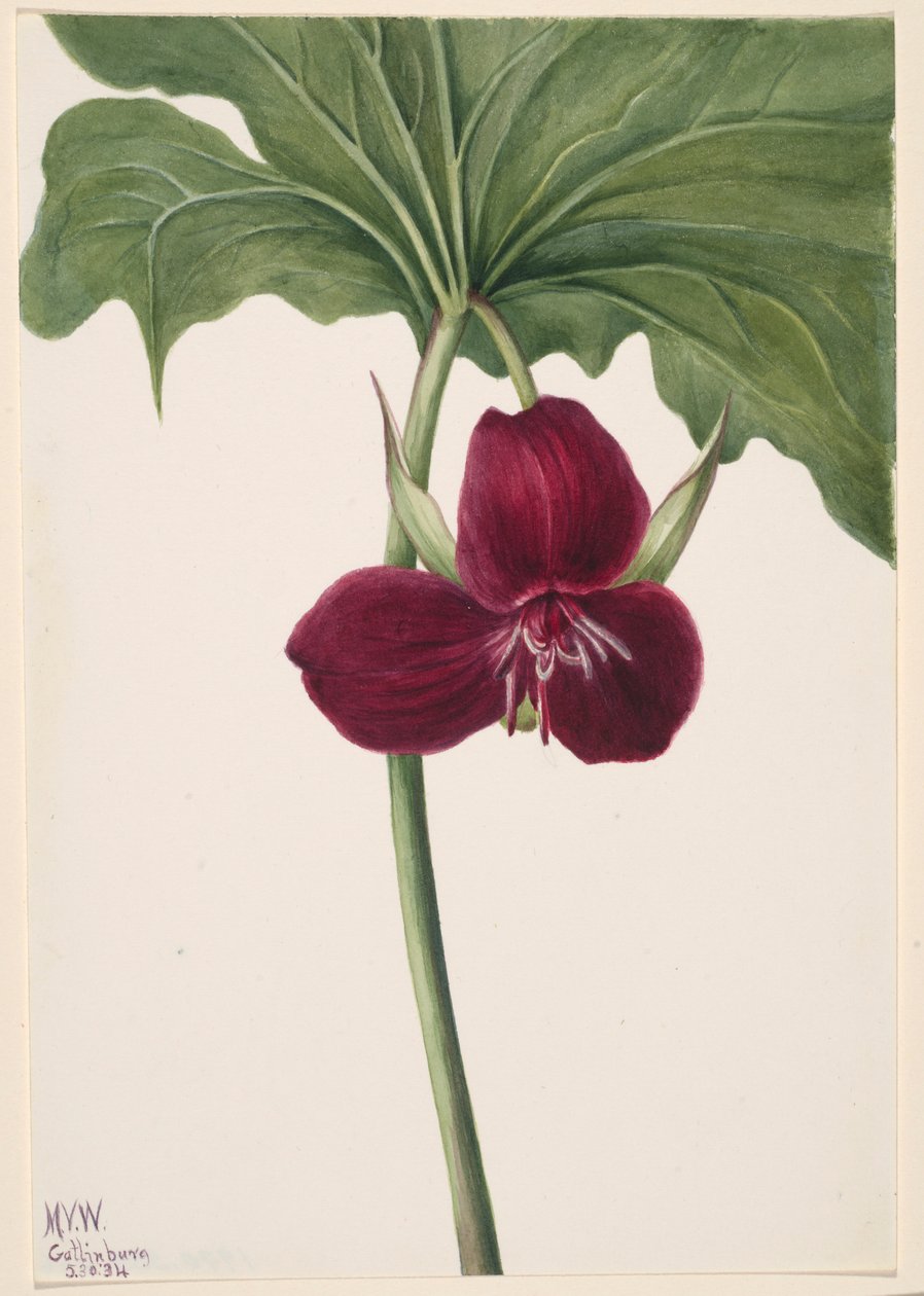 Sweet Trillium by Mary Vaux Walcott