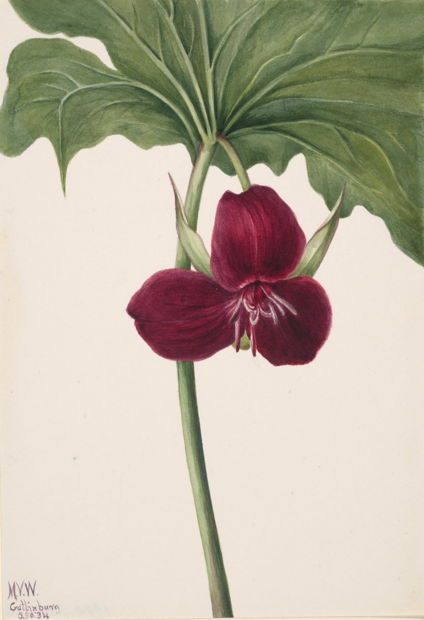 Sweet Trillium, 1934 by Mary Vaux Walcott