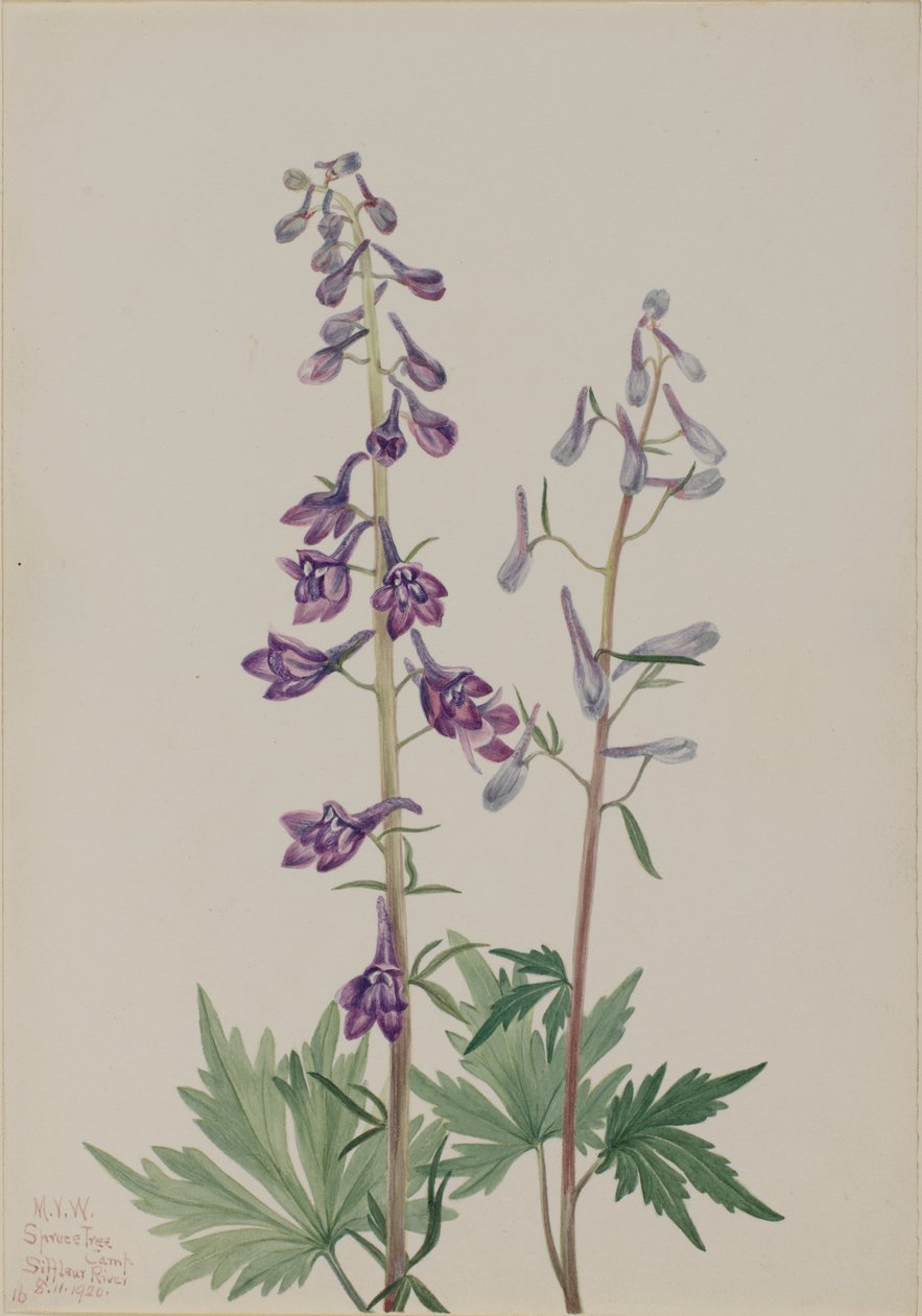 Tall Larkspur Delphinium elongatum by Mary Vaux Walcott
