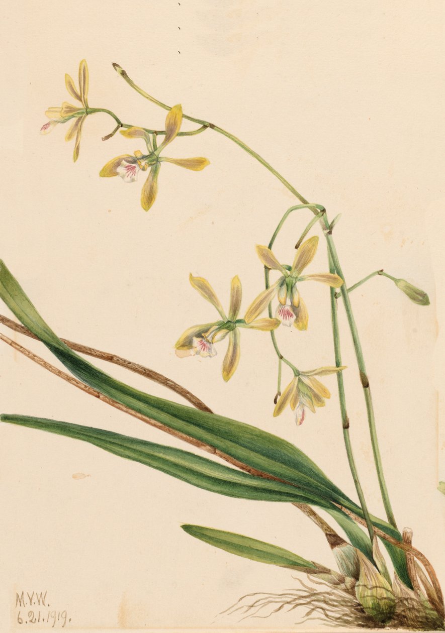 Tampa Epidendrum Epidendrum tampense by Mary Vaux Walcott