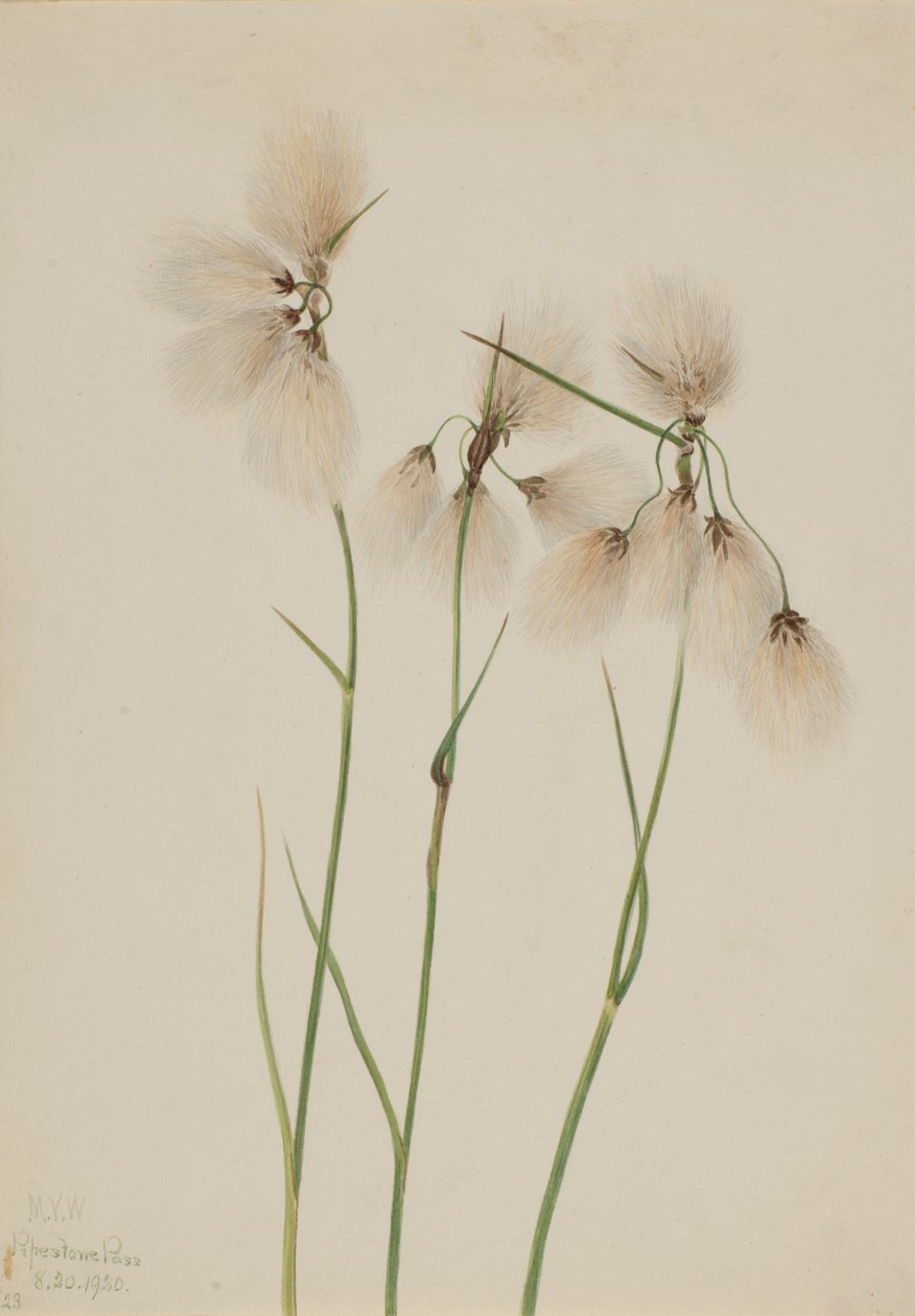 Tassel Cottongrass Eriophorum angustifolium, 1920 by Mary Vaux Walcott