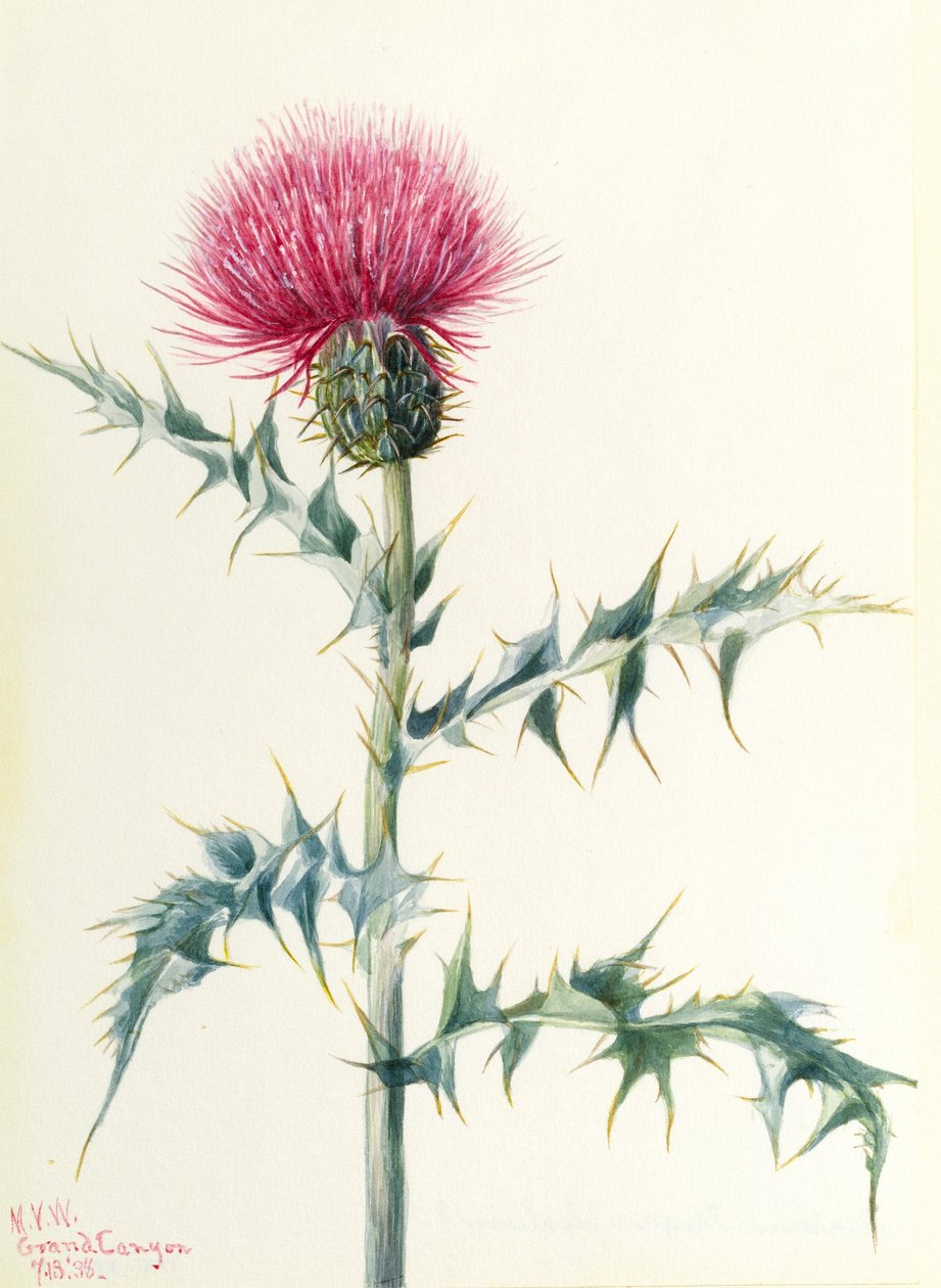 Thistle by Mary Vaux Walcott
