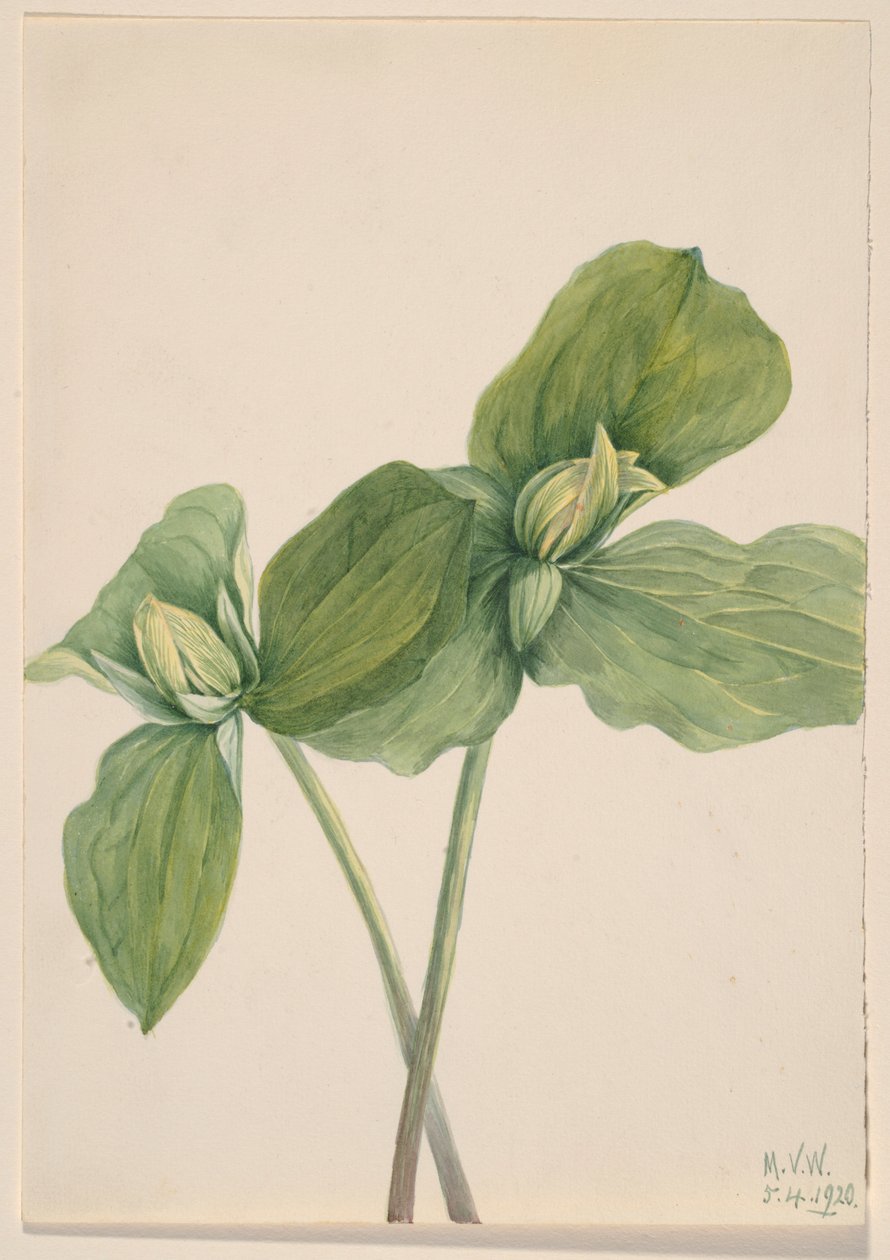 Toad Trillium (Trillium Sessile) by Mary Vaux Walcott