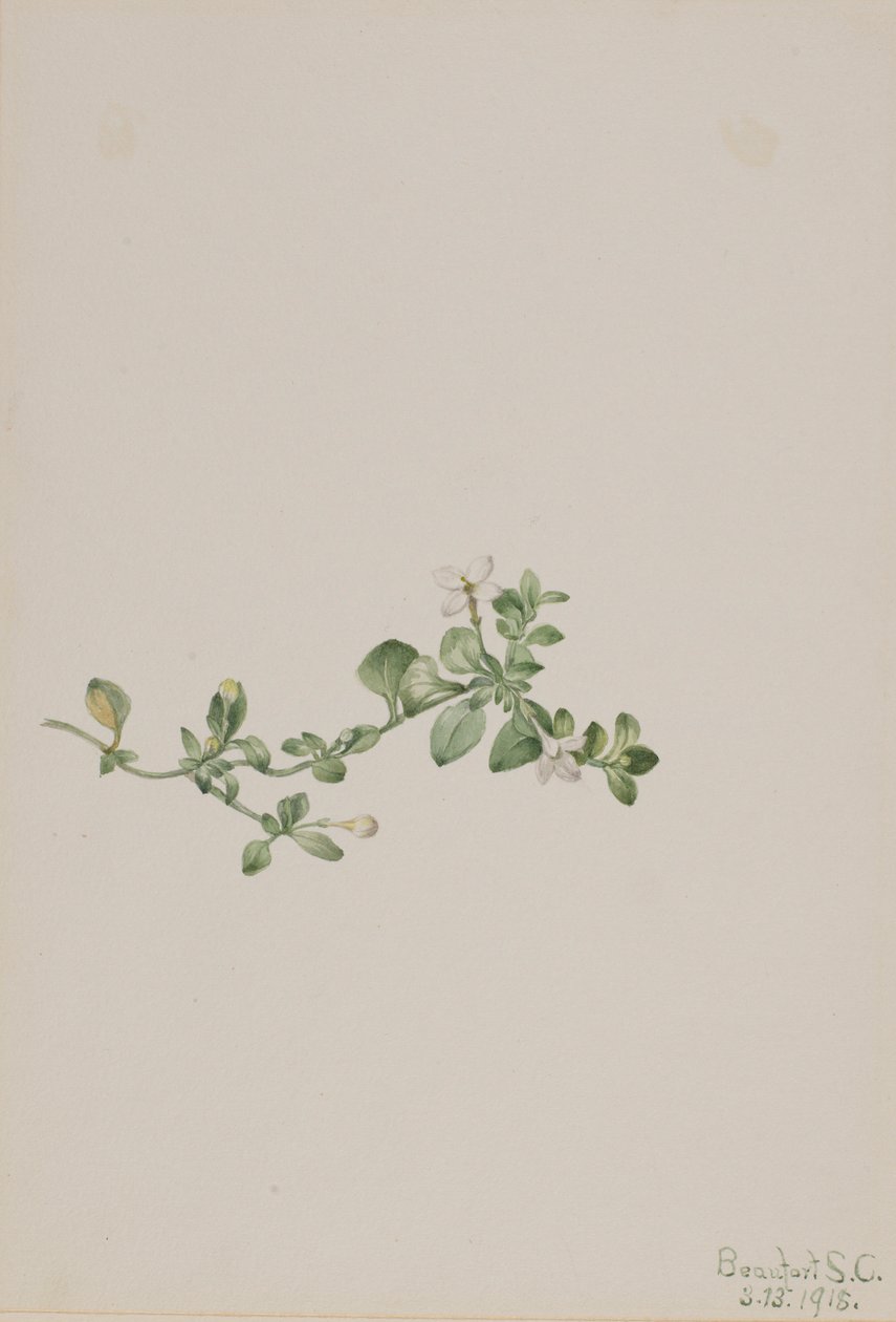 Trailing Houstonia by Mary Vaux Walcott