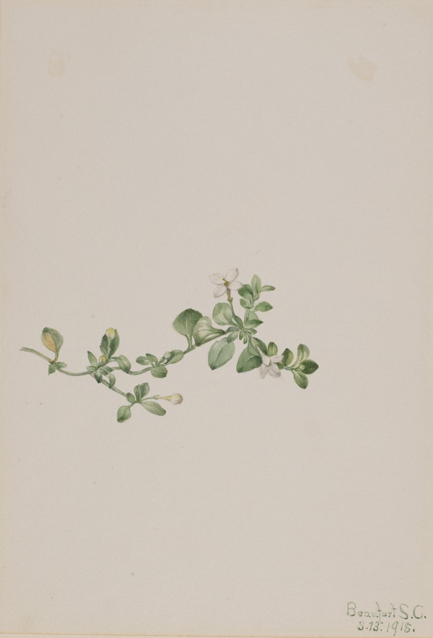 Trailing Houstonia, 1918 by Mary Vaux Walcott