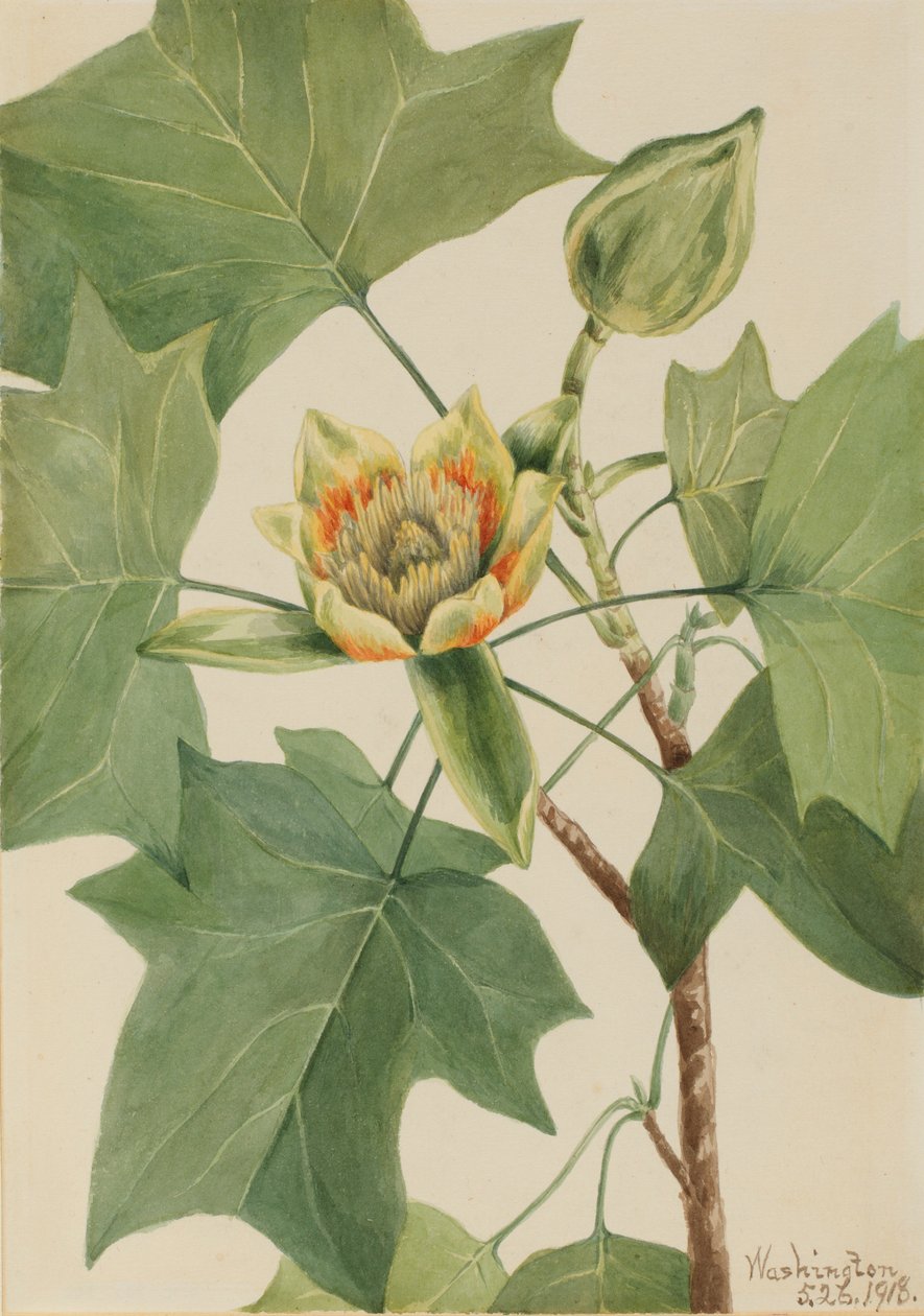 Tuliptree by Mary Vaux Walcott
