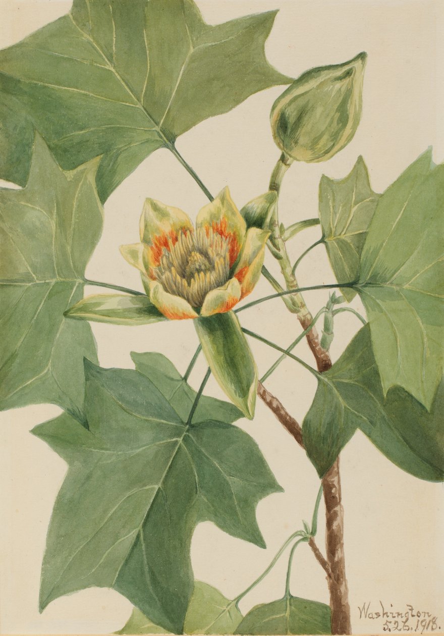 Tuliptree Liriodendron Tulipifera by Mary Vaux Walcott