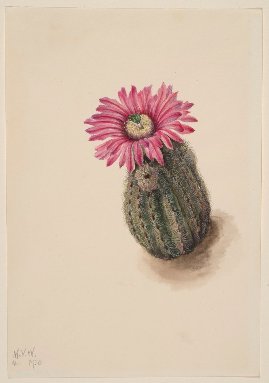 Turkeyhead Cactus by Mary Vaux Walcott