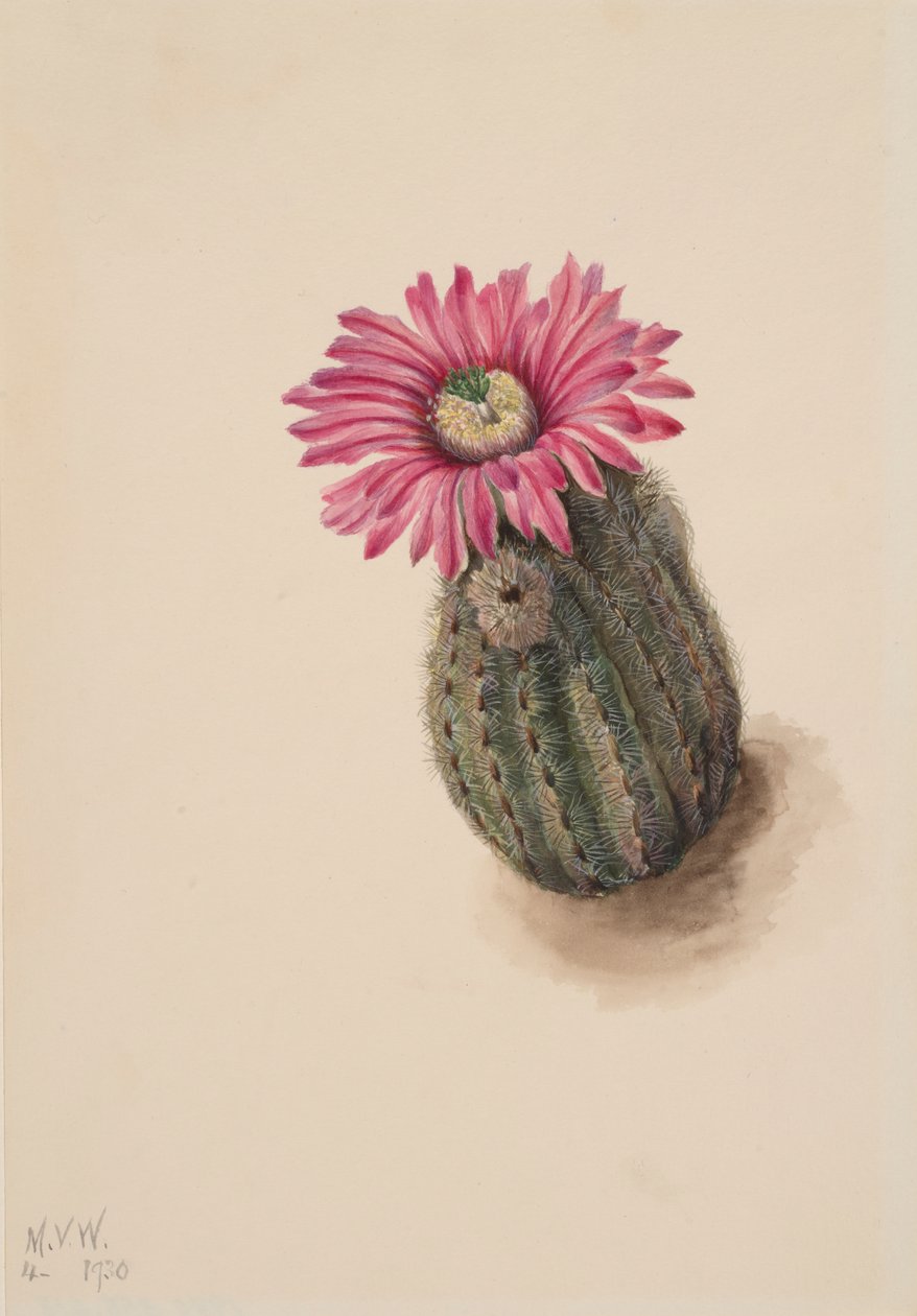 Turkeyhead Cactus Echinocerus perbellus by Mary Vaux Walcott