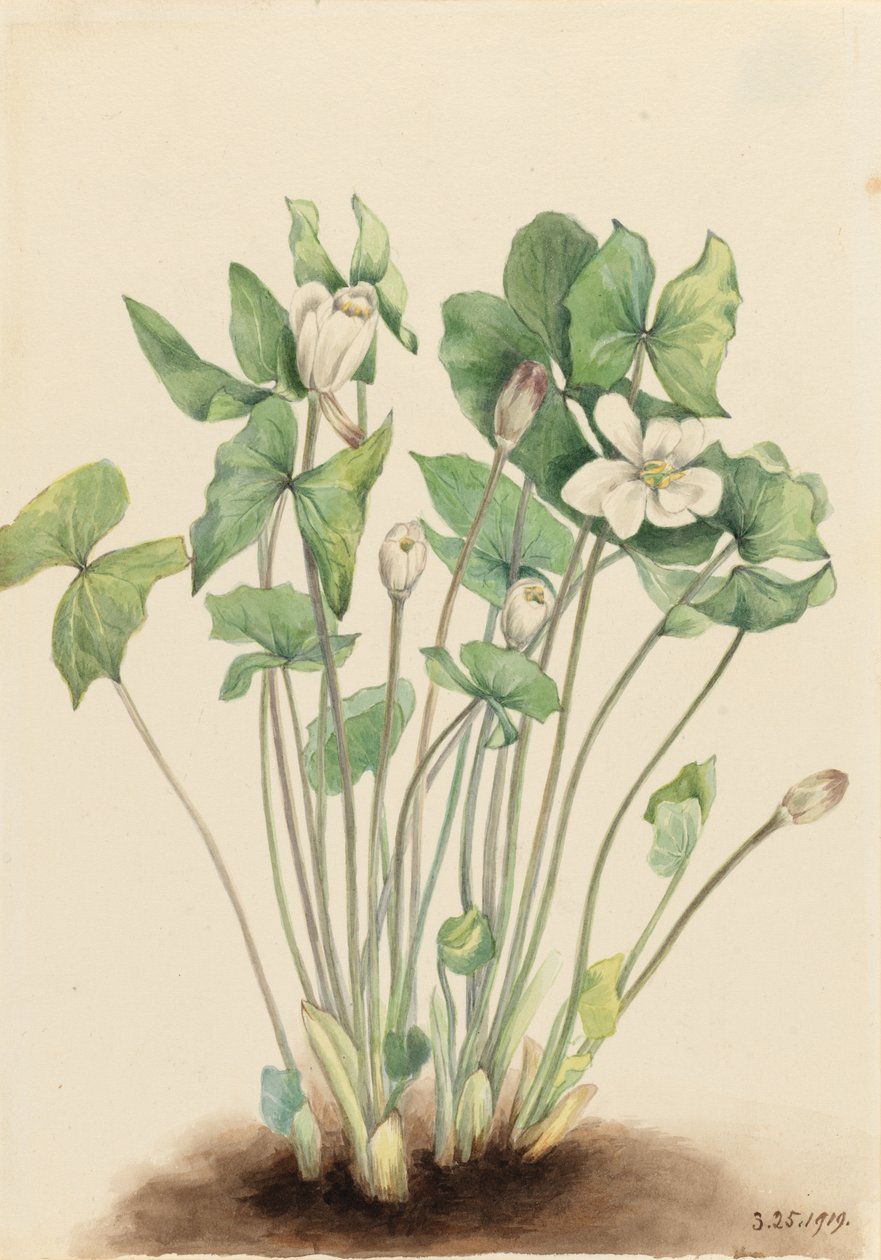 Twinleaf by Mary Vaux Walcott