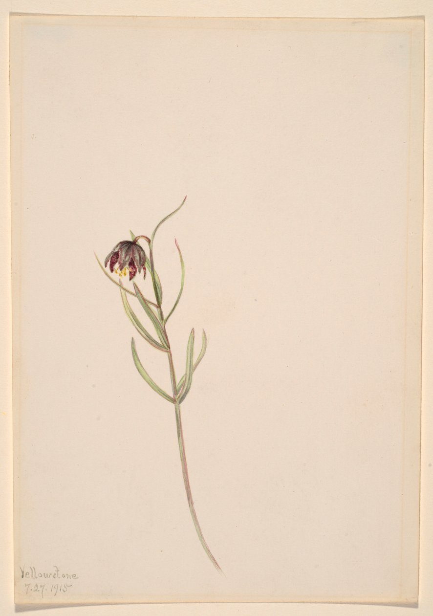 Untitled--Flower Study by Mary Vaux Walcott