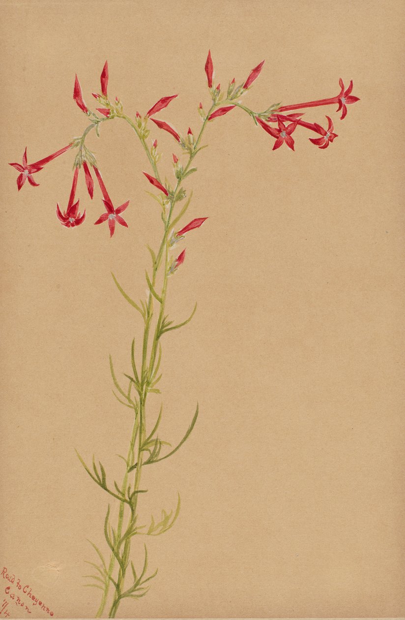 Untitled--Flower Study by Mary Vaux Walcott