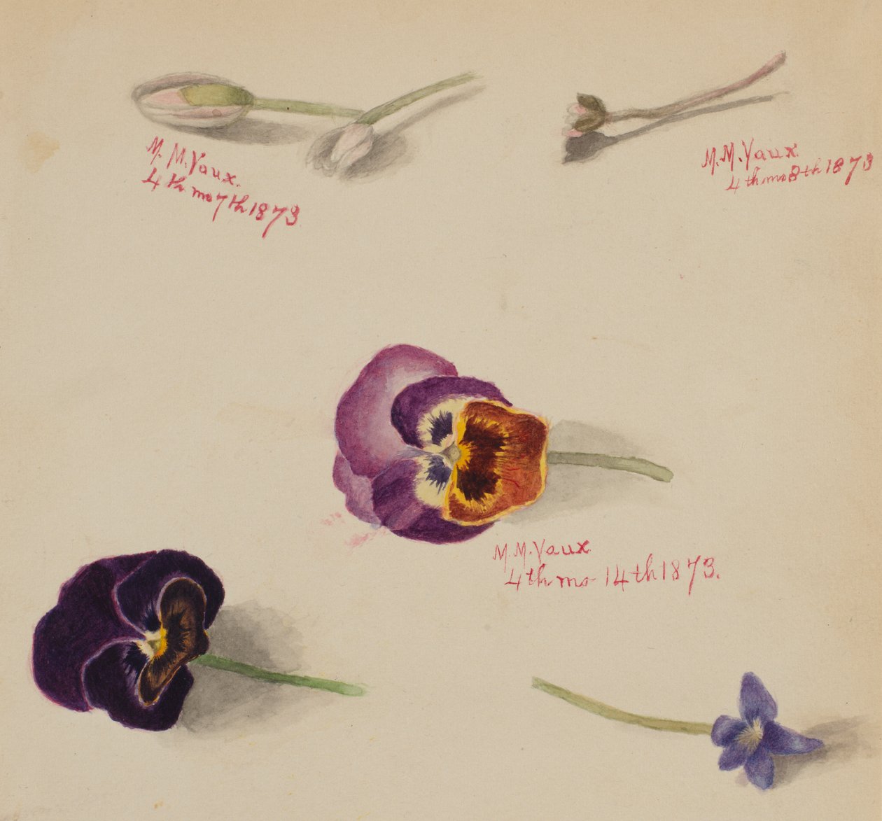 Untitled--Flower Study, 1873 by Mary Vaux Walcott