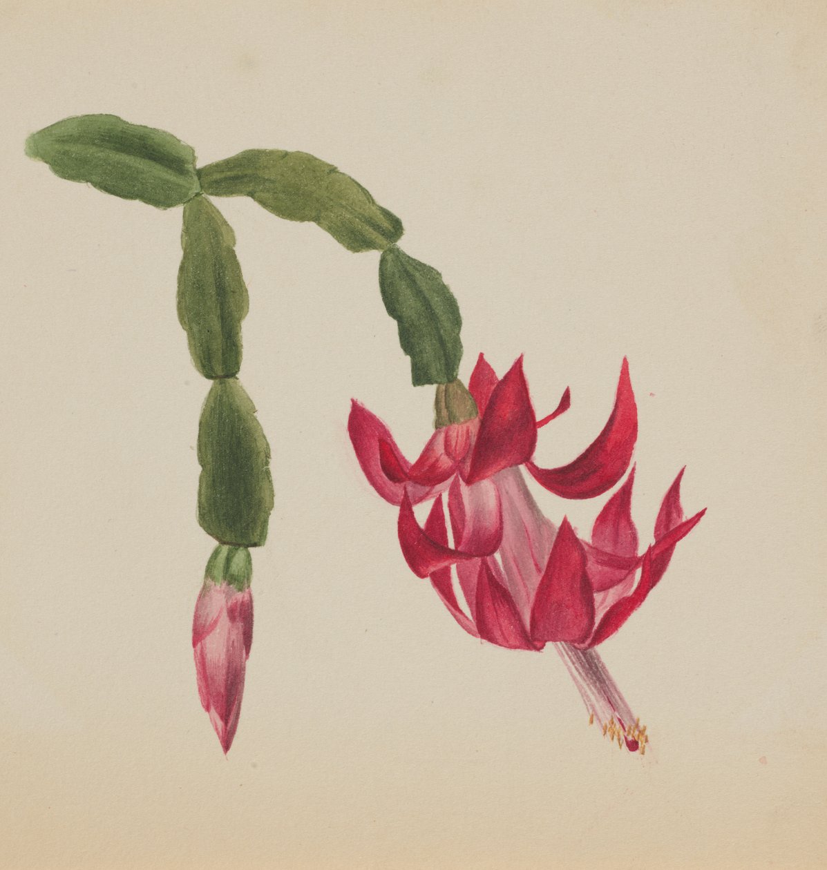 Untitled--Flower Study, 1878 by Mary Vaux Walcott