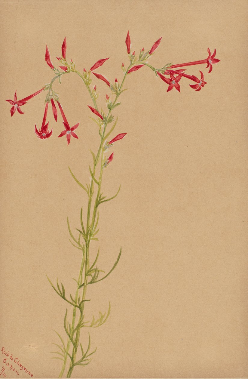 Untitled--Flower Study by Mary Vaux Walcott