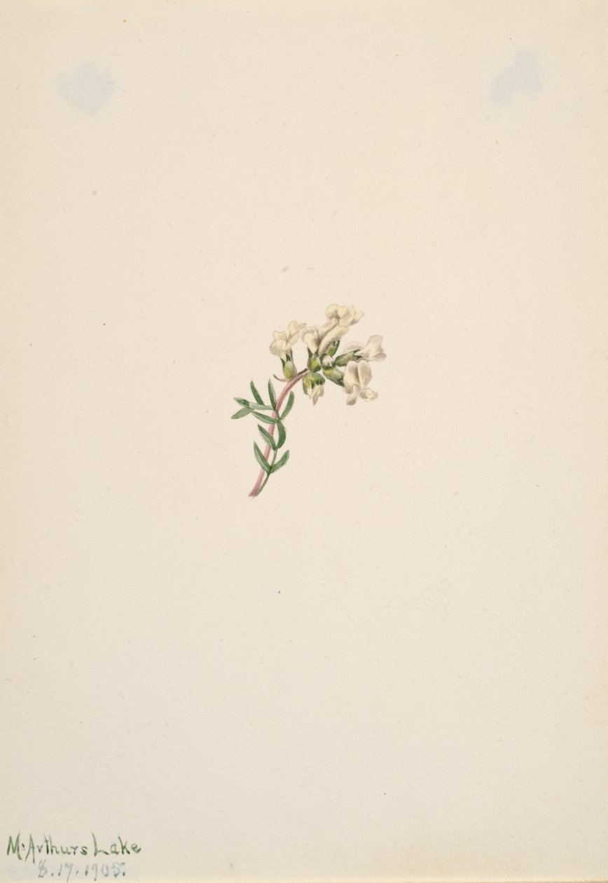 Untitled--Flower Study, 1905 by Mary Vaux Walcott