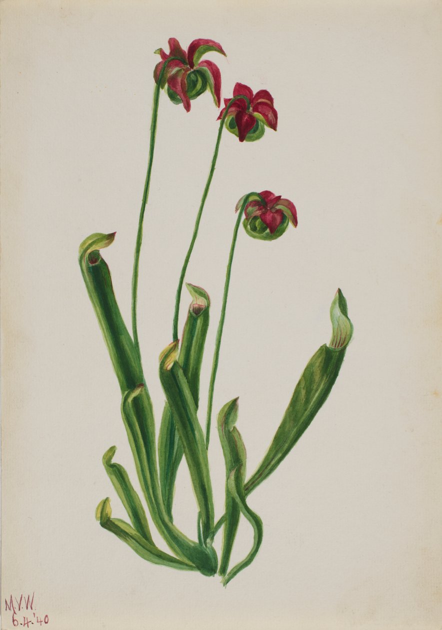 Untitled--Flower Study, 1940 by Mary Vaux Walcott