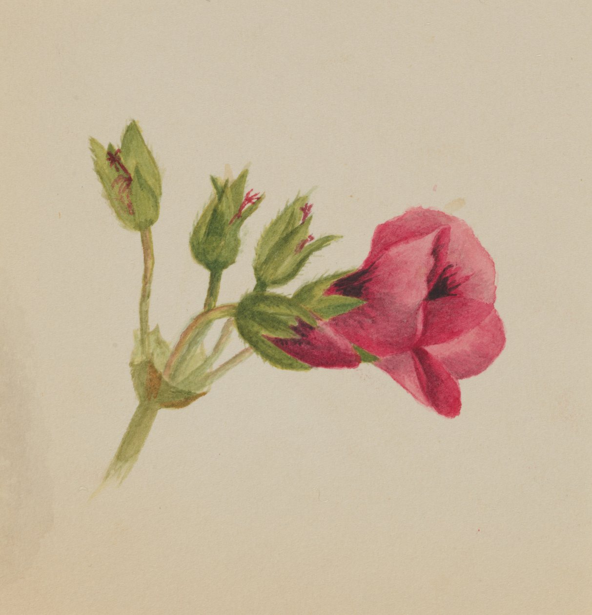 Untitled--Flower Study, ca. 1876 by Mary Vaux Walcott