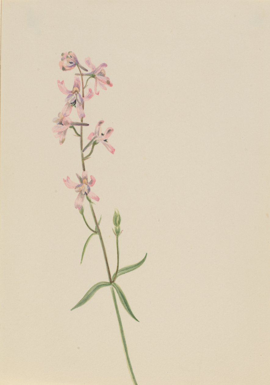 Untitled--Flower Study, ca. 1900-1930 by Mary Vaux Walcott